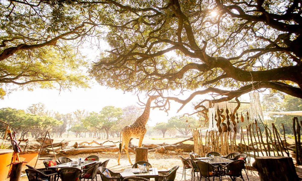 Tall giraffe feeding on acacia tree in the Sanctuary