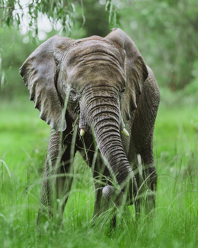 Large adult elephant
