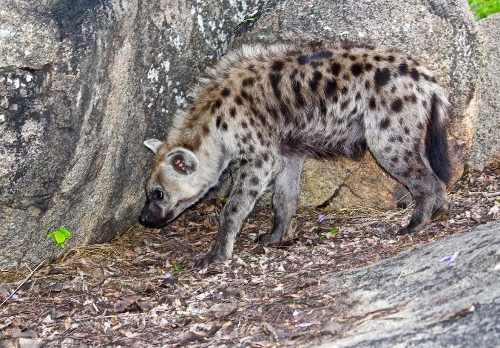 a spotted hyena against rocks