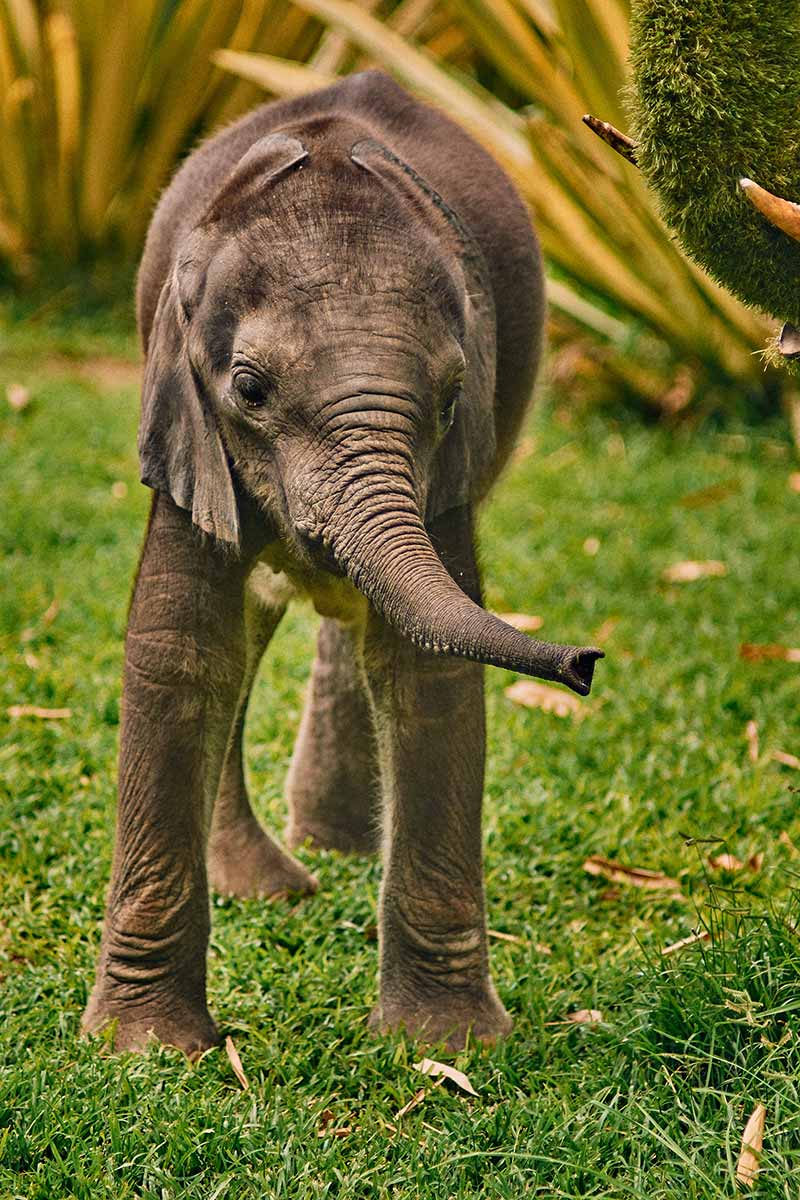 small baby elephant