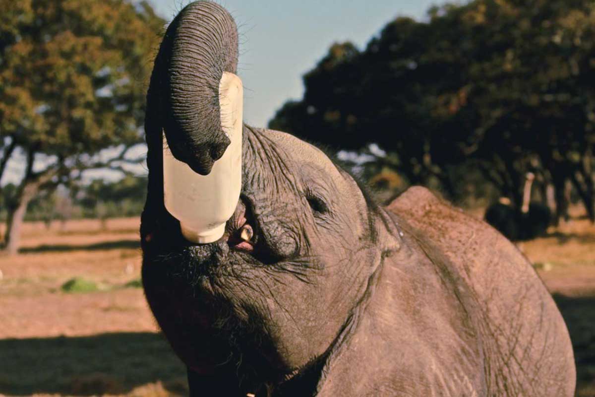 Baby elephant drinking a bottle of milk with its trunk