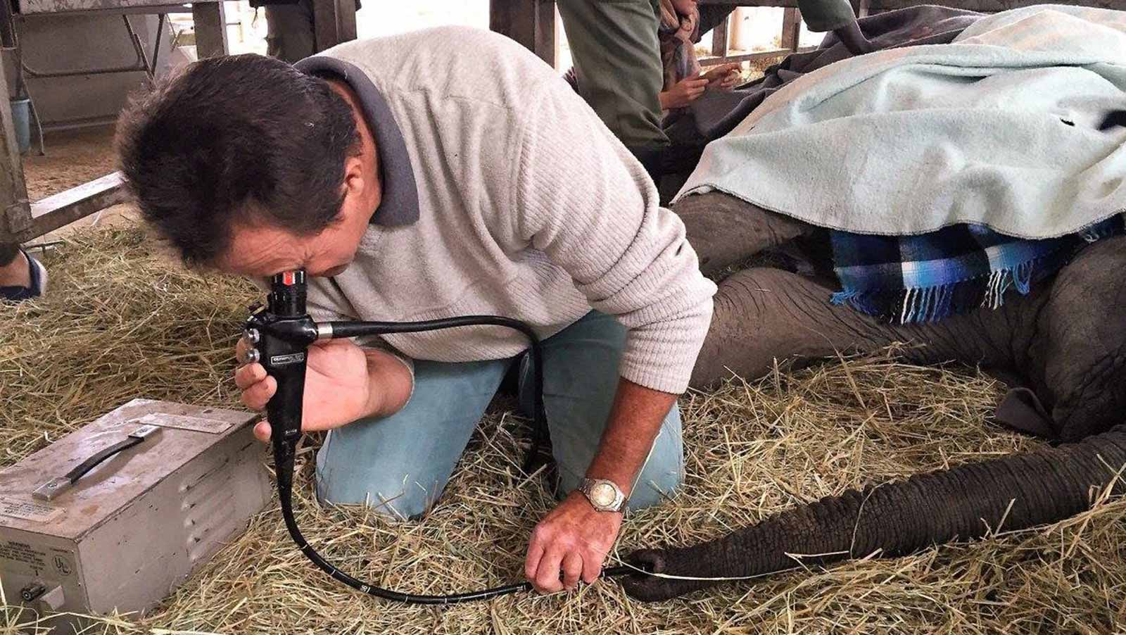 Dr Mark Lombard inspecting Sizi trunk