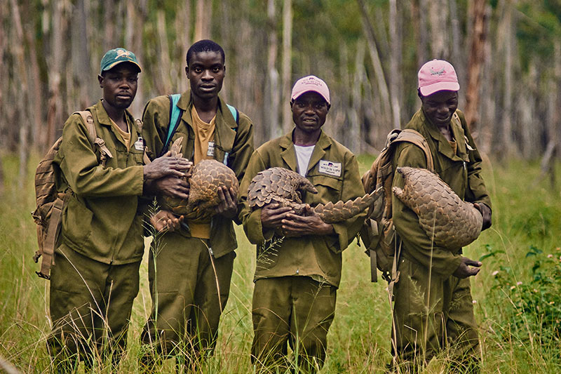 Four rangers holding pangolins