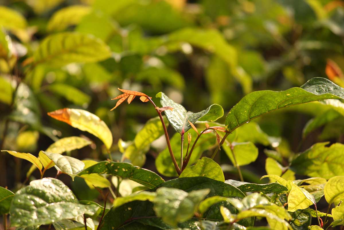 new shoots from planting trees for life