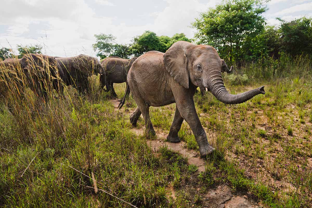 Small herd of elephants in the bush
