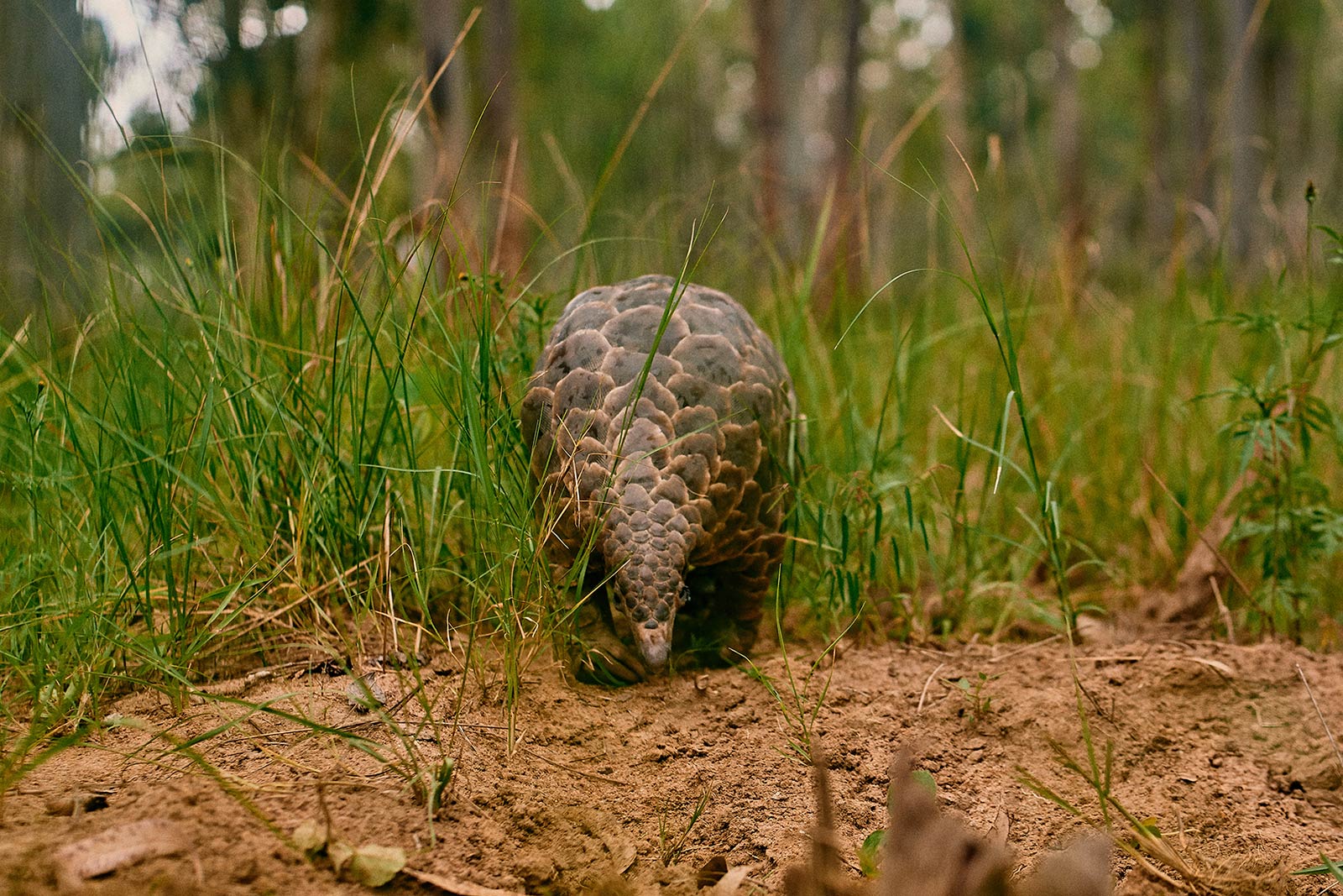 Pangolin walking forward